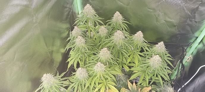 Growreport Bild 3