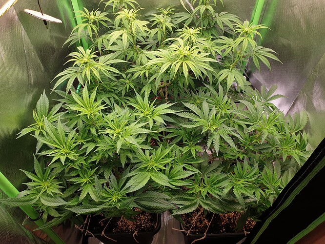Growreport Bild 1
