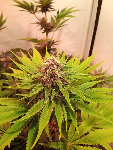 Growreport Bild 94