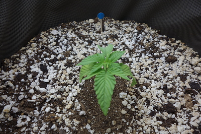 Ein junger Cannabissämling in einem Topf mit Perlit und Erde, mit einem kleinen blauen Markierungsstab daneben.