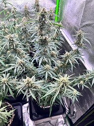 Growreport Bild 5