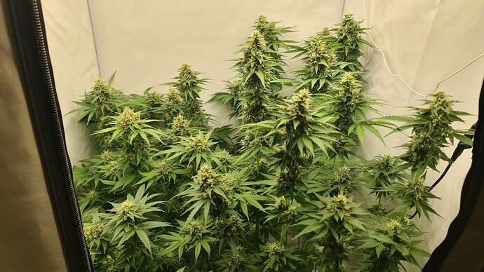 Growreport Bild 4