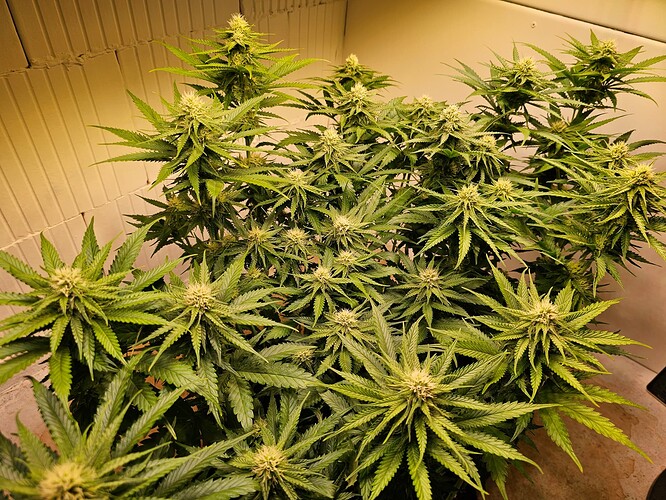 Growreport Bild 9