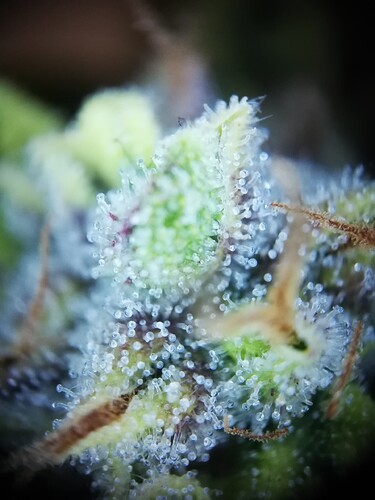 GG#1_240112-7