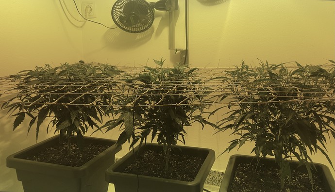 Growreport Bild 28
