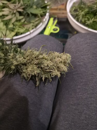 Growreport Bild 4
