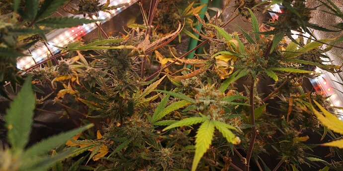 Growreport Bild 5