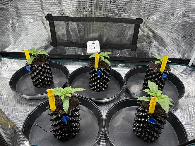 Growreport Bild 71