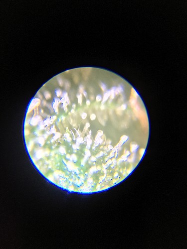 Growreport Bild 1