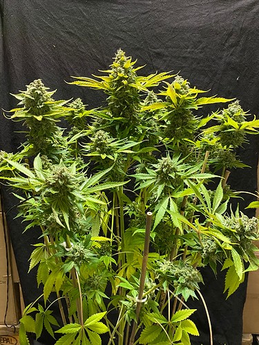 Growreport Bild 1