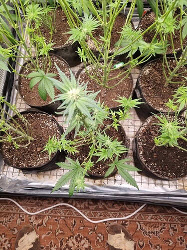 Growreport Bild 26