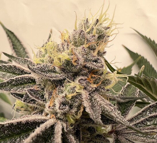 Growreport Bild 14