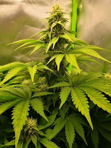 Growreport Bild 11