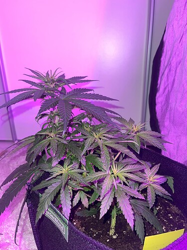 Growreport Bild 21