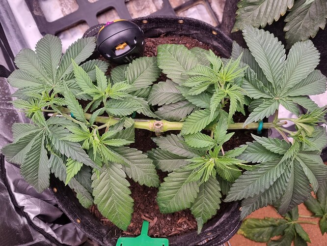 Growreport Bild 31