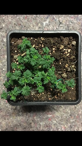 Growreport Bild 5