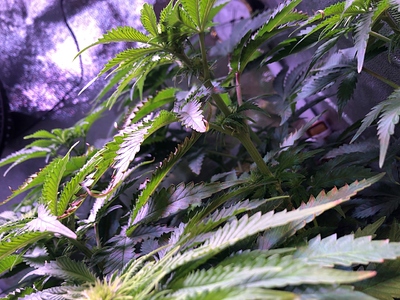 Growreport Bild 10