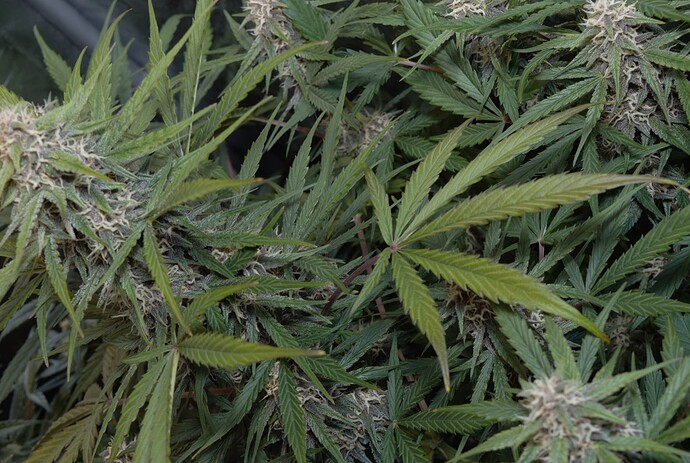 Growreport Bild 5
