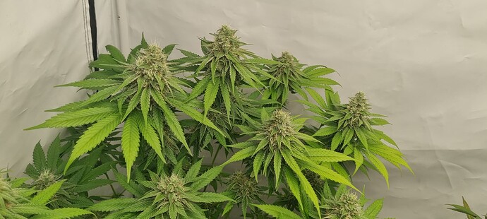 Growreport Bild 3