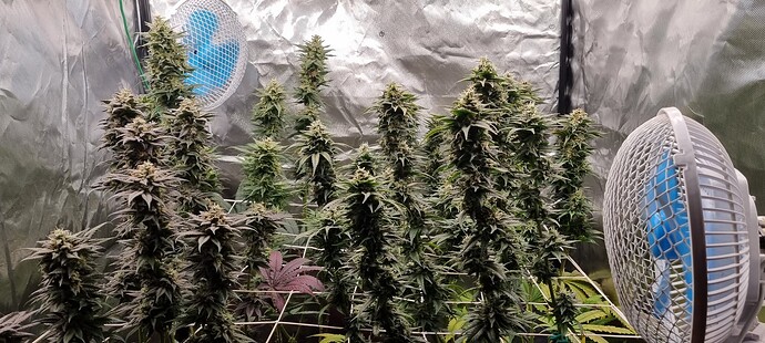 Growreport Bild 15