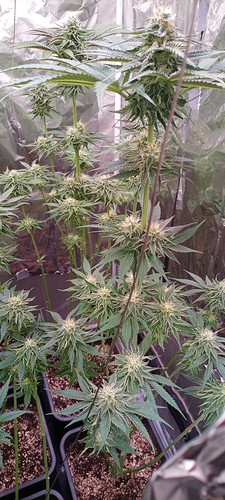 Growreport Bild 6