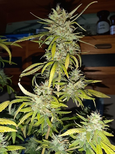 Growreport Bild 8