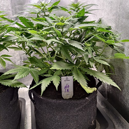 Growreport Bild 3