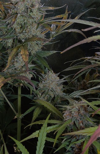 Growreport Bild 6