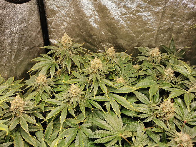 Growreport Bild 5