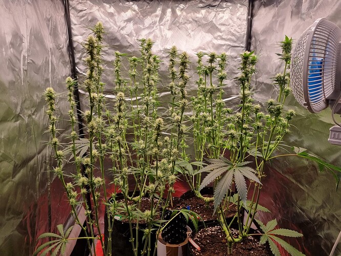 Growreport Bild 44