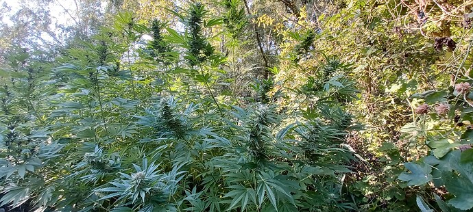 Growreport Bild 9
