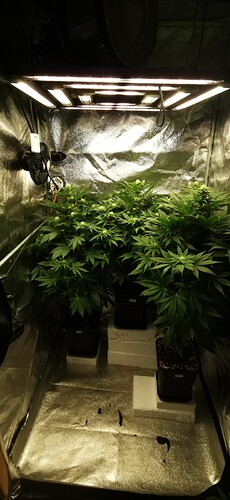 Growreport Bild 33