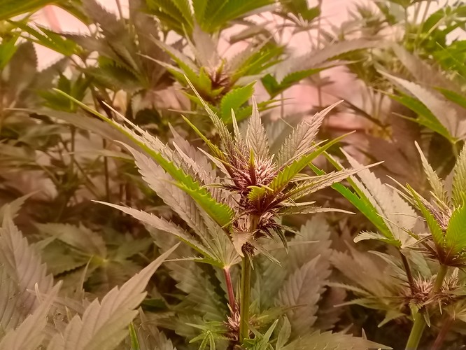 Growreport Bild 22