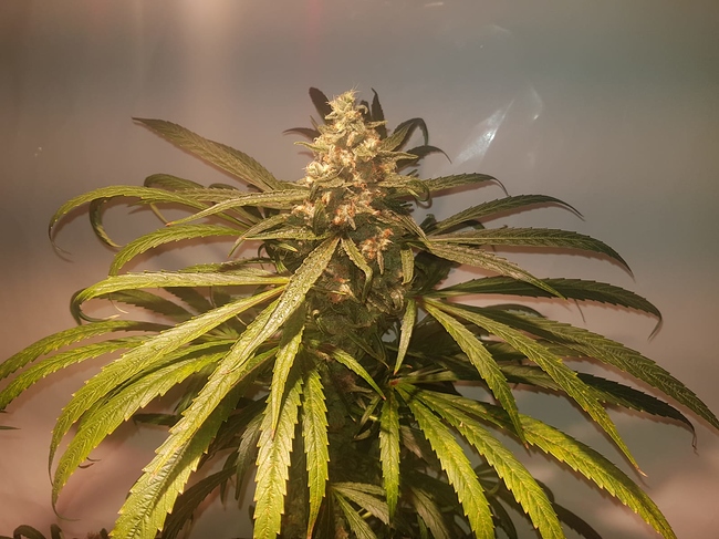 Growreport Bild 10