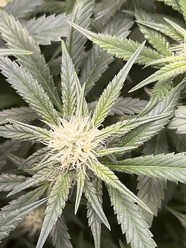 Growreport Bild 7