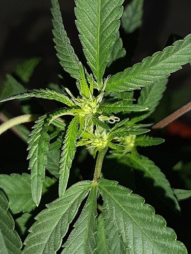 Growreport Bild 9
