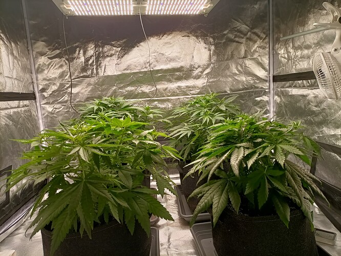 Growreport Bild 4