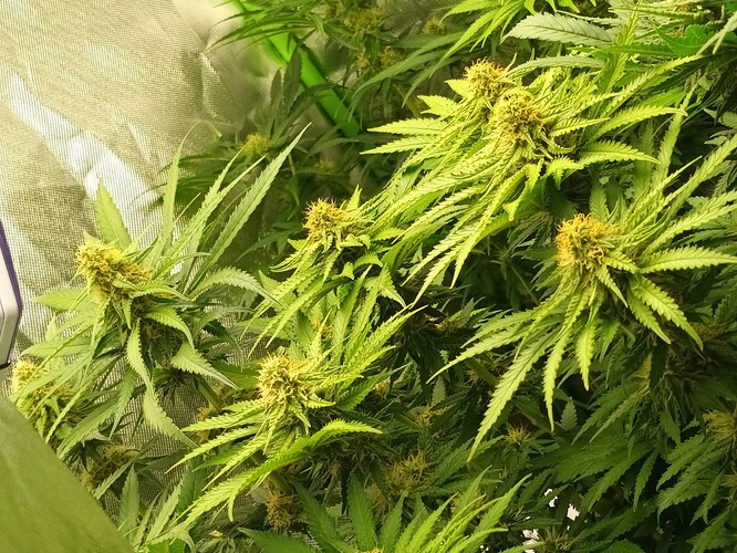 Growreport Bild 28