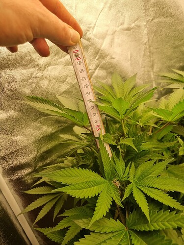 Growreport Bild 36