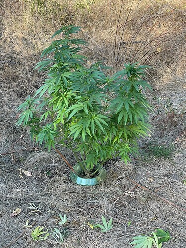 Growreport Bild 6