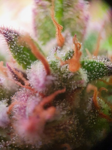 Growreport Bild 17