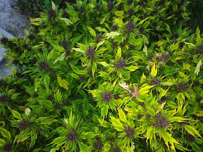 Growreport Bild 3