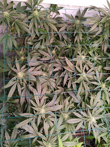 Growreport Bild 4