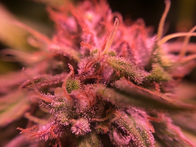 Growreport Bild 45