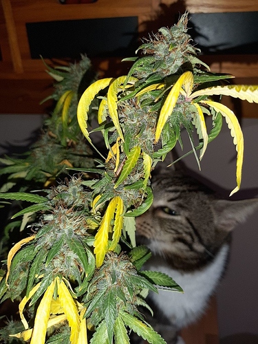 Growreport Bild 3