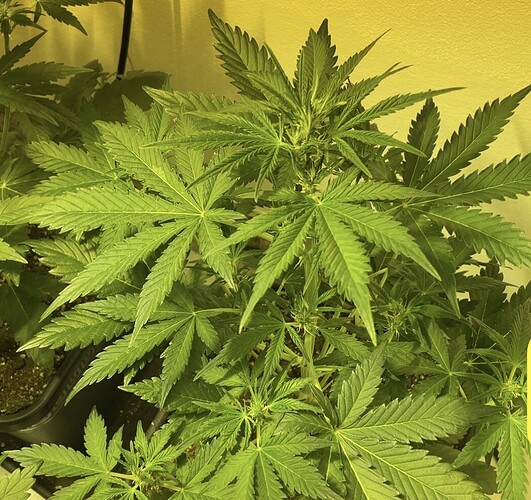 Growreport Bild 7