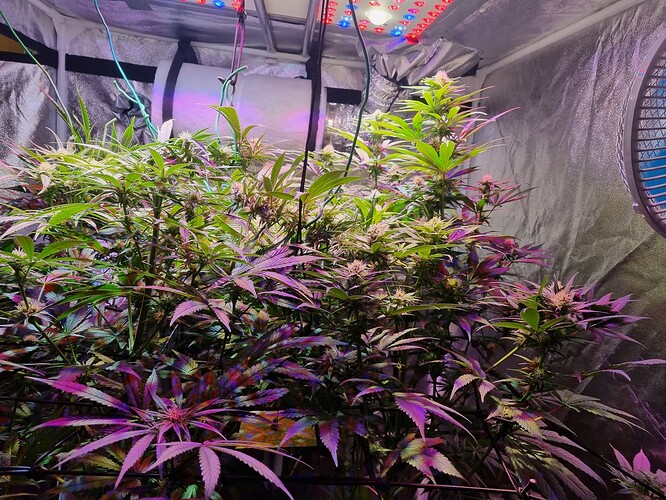Growreport Bild 50