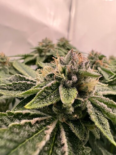 Growreport Bild 25