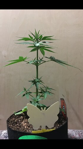 Growreport Bild 6