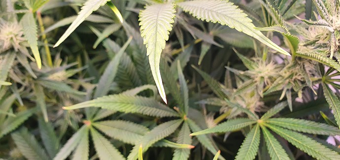 Growreport Bild 7
